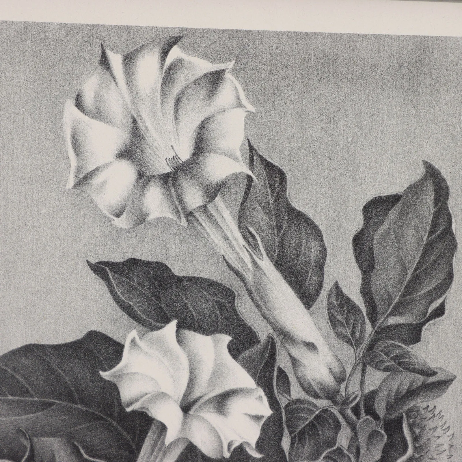 Elizabeth Saltonstall Angel's Trumpet Framed Lithograph 20x16 Vintage 1983