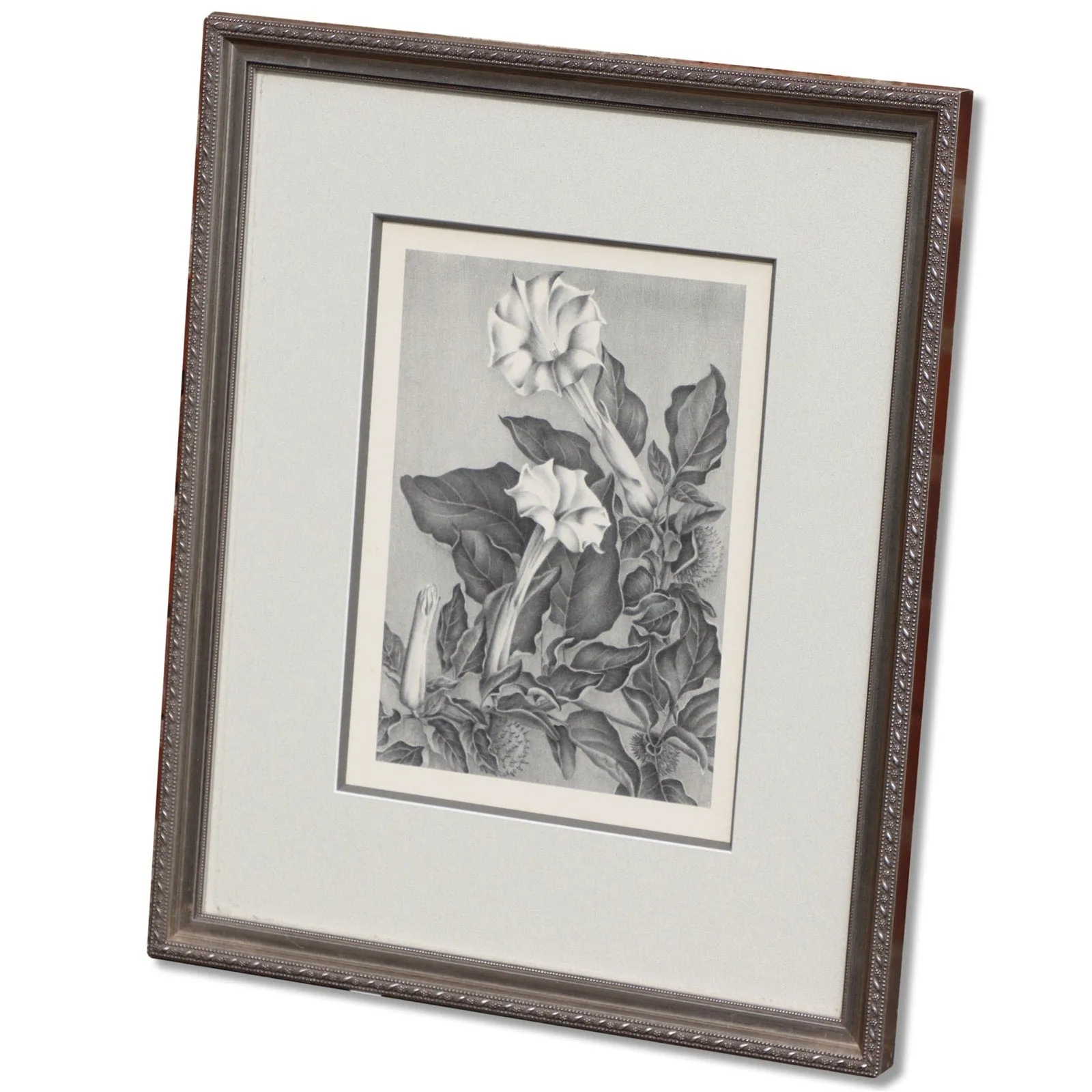 Elizabeth Saltonstall Angel's Trumpet Framed Lithograph 20x16 Vintage 1983