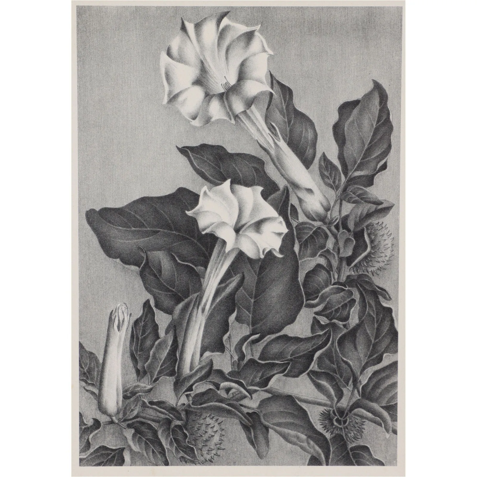 Elizabeth Saltonstall Angel's Trumpet Framed Lithograph 20x16 Vintage 1983